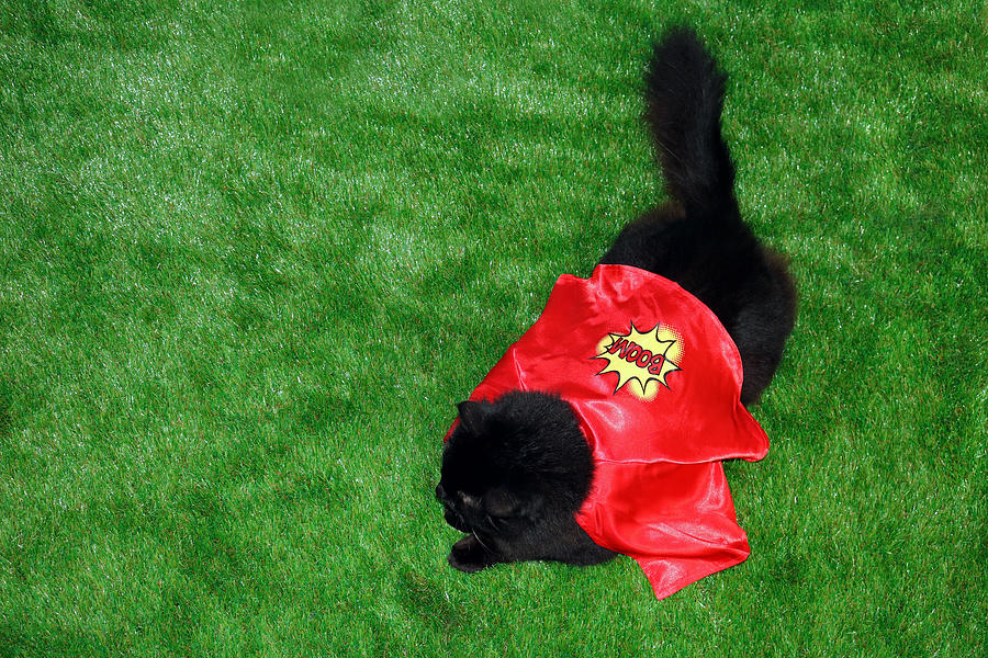 Superhero Pet Cat Photograph by Kelly Bowden