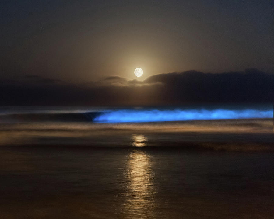 Supermoon and Bioluminescent waves Photograph by Cliff Wassmann