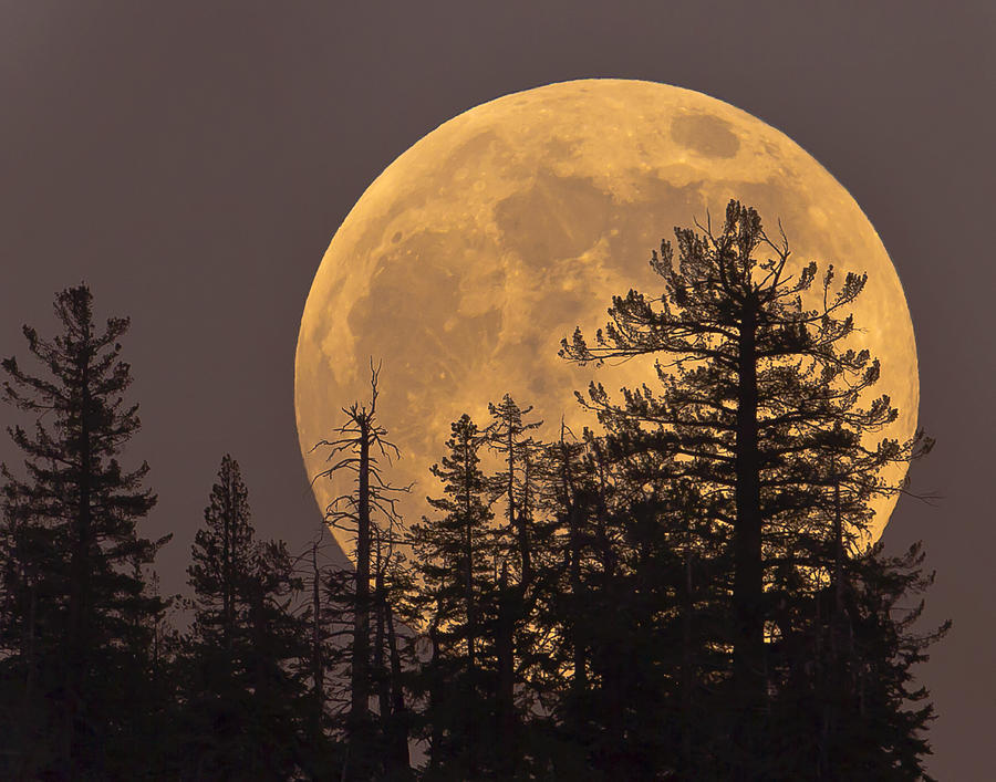 Supermoon Rising Photograph by Pjsells
