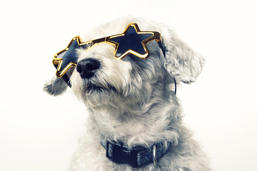 Superstar Celebrity Dog Photograph by Duckycards