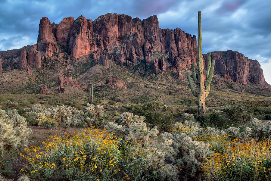 Superstition Mountains Brittlebush and Saguaro Photograph by Dave Dilli