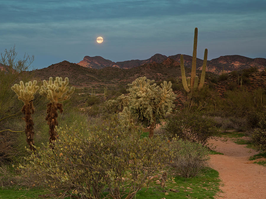 Superstitions under the Moon Photograph by Sue Cullumber