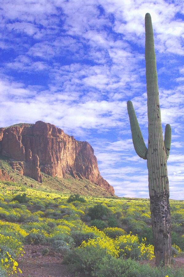 Mountain Photograph - Superstitions with Saguaro and Brittlebush by Pat Goltz
