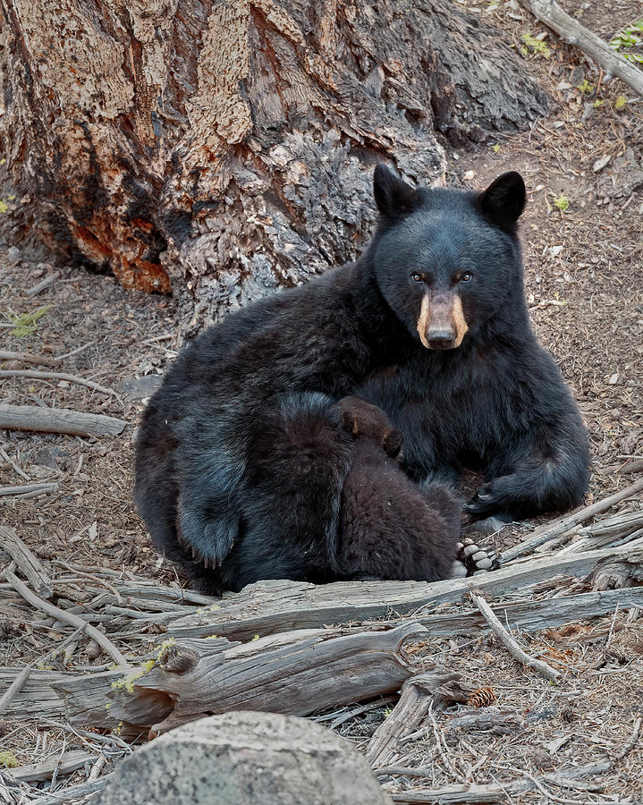 Supper Time Black bear cub Photograph by Gary Langley
