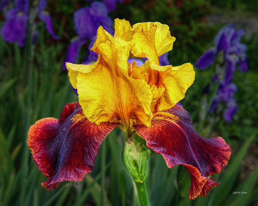 Supreme Sultan Iris Photograph by Dale R Carlson