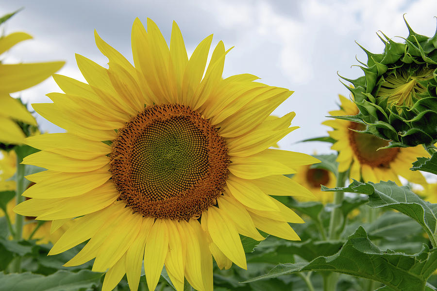 Supreme Sunflower_20230916_5947 Photograph by Carol Schultz - Fine Art ...