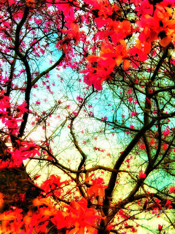 Surreal Magnolias Photograph by Jacqueline McReynolds