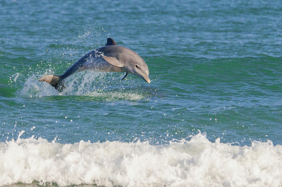 Surf Dolphin Photograph by Bradford Martin