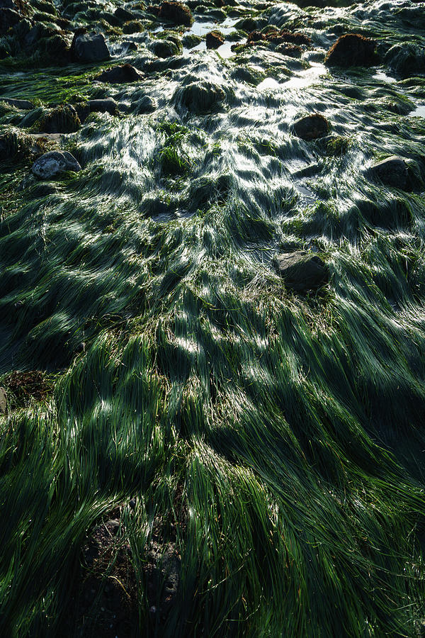 Surf grass at low tide Photograph by Mike Fusaro