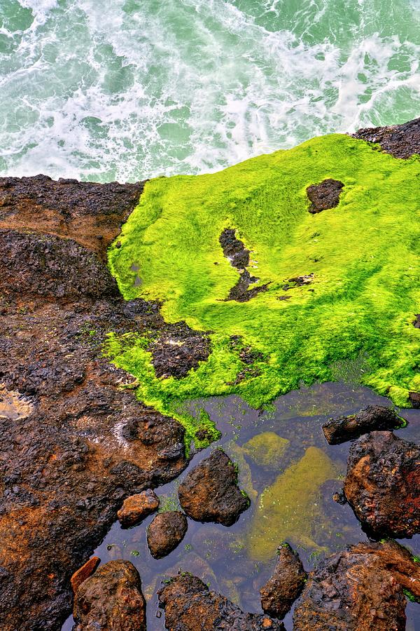 Surf Lichen Tide Pool Photograph by Jerry Sodorff