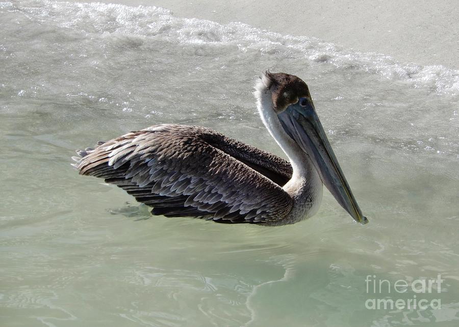 Surf Pelican Photograph by Carol Groenen