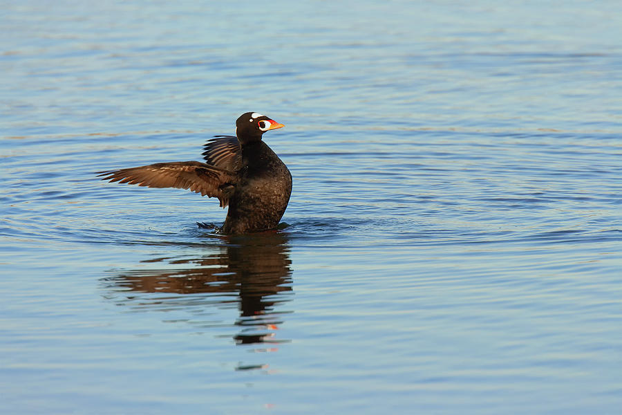 Surf Scoter Flapping Wings Photograph