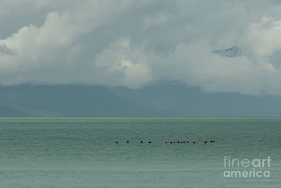 Surf Scoters Flying in Formation Offshore from Point Bridget Photograph by Nancy Gleason
