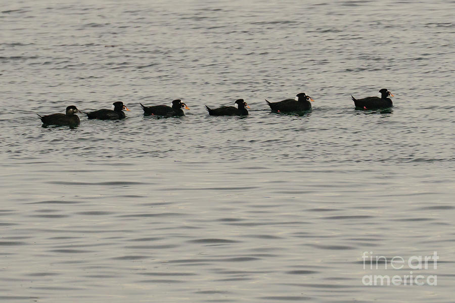 Surf Scoters in a Row on Puget Sound Photograph by Nancy Gleason