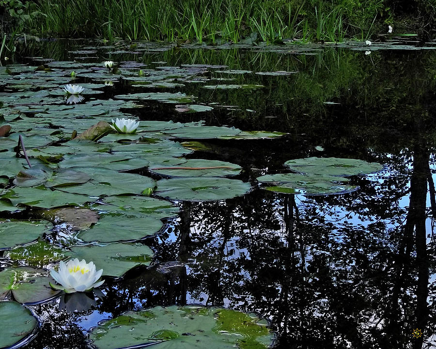 Surface Stillness Photograph by Staci Grimes Surface Stillness Photograph by Staci Grimes