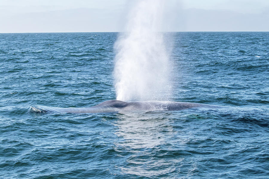 Surfacing Blue Whale Photograph by Randy Straka - Fine Art America