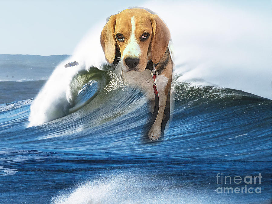 Surfin Beagle Photograph by Thomas Schroeder