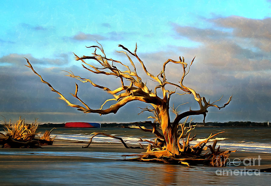 Surfing Driftwood Tree Photograph by Sea Change Vibes