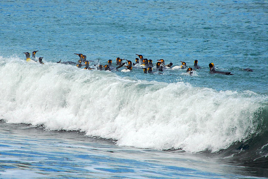 Surfing King Penguins during Antarctic Summer 2010 Photograph by Sascha Grabow
