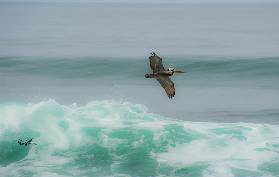 Surfing Pelican Photograph by Windy Osborn