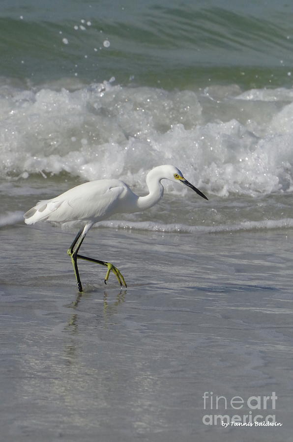 Egret Photograph - Surfside hunting by Tannis Baldwin