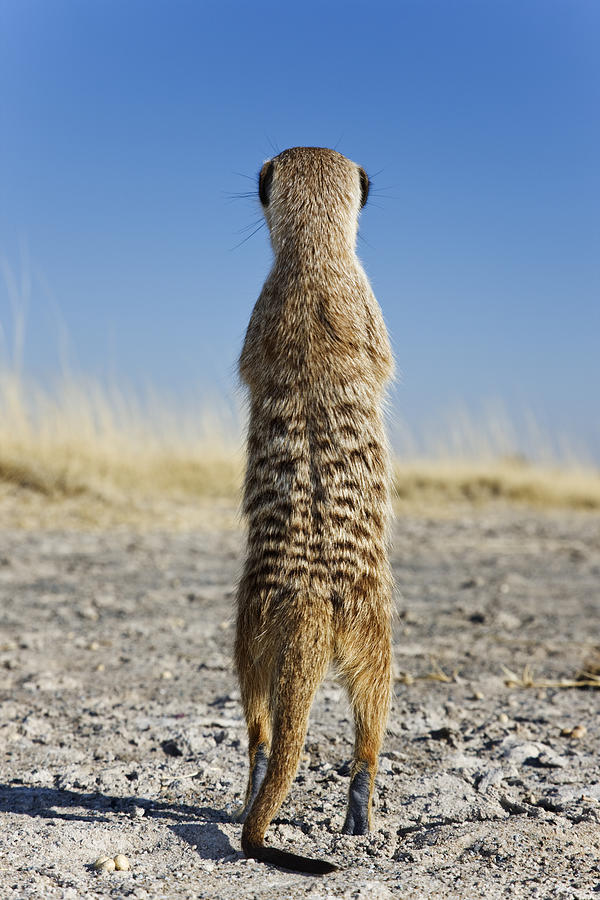 Suricate / Meerkat (Suricata suricatta).  Photograph by Martin Harvey