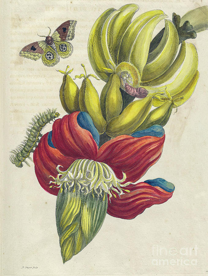 Surinam insects by Maria Sibylla Merian p11 Photograph by Historic illustrations