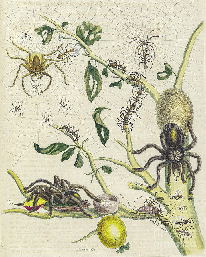 Surinam insects by Maria Sibylla Merian p16 Photograph by Historic illustrations
