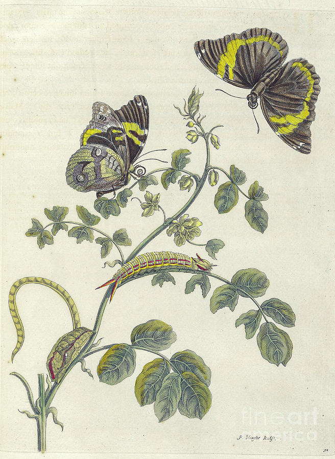 Surinam insects by Maria Sibylla Merian p32 Photograph by Historic ...