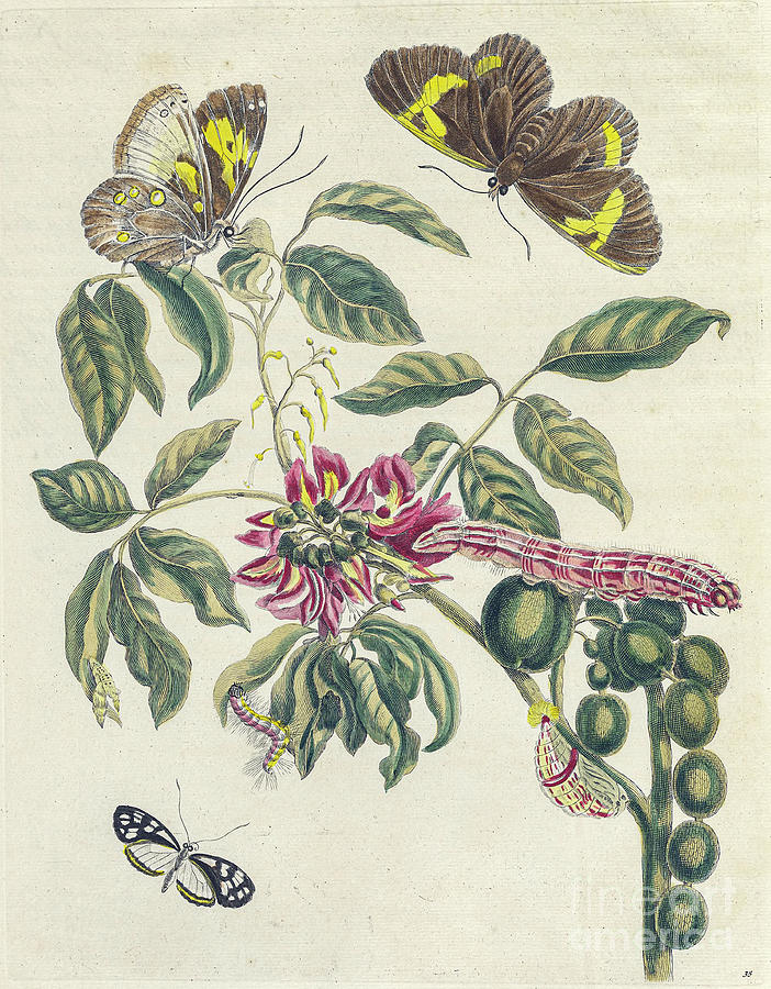 Surinam insects by Maria Sibylla Merian p37 by Historic illustrations