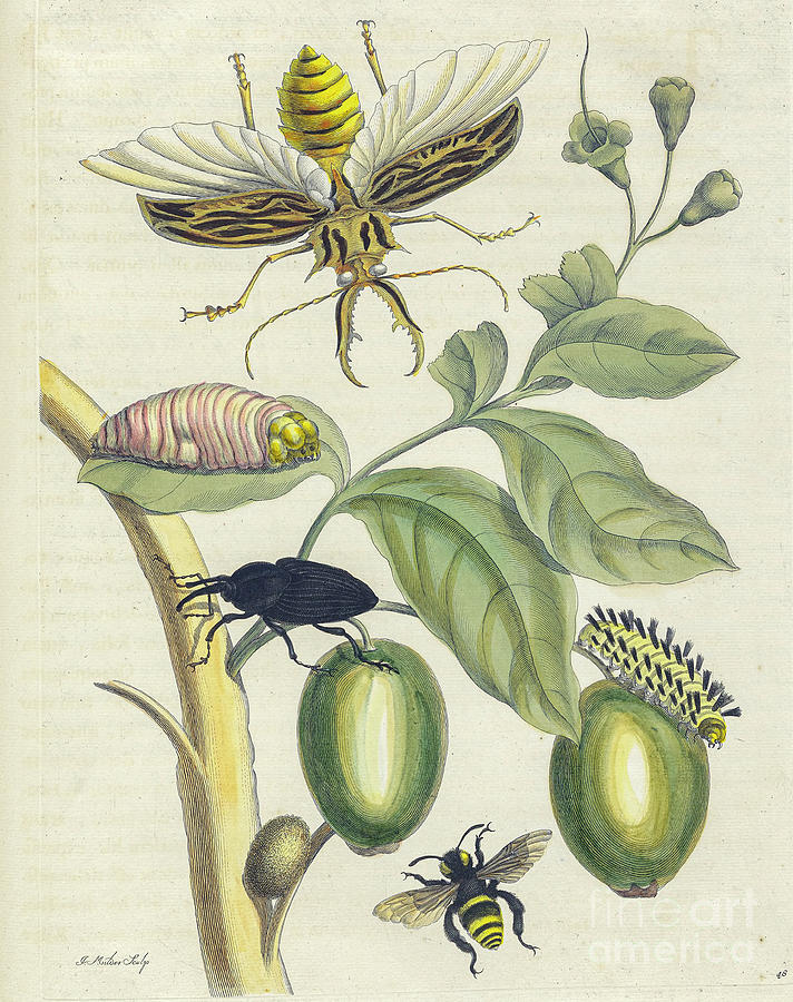 Surinam insects by Maria Sibylla Merian p44 Photograph by Historic illustrations