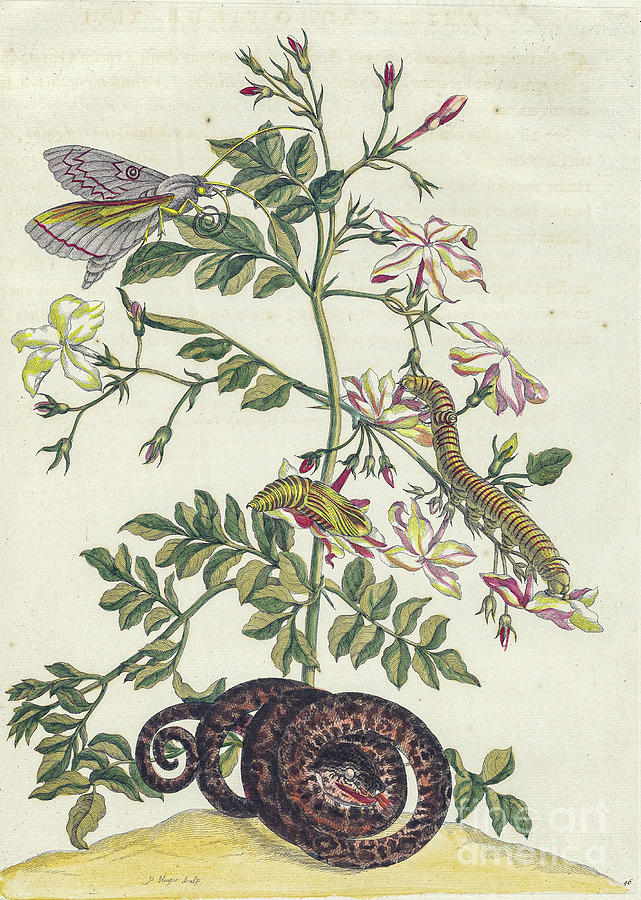 Surinam insects by Maria Sibylla Merian p47 Photograph by Historic ...