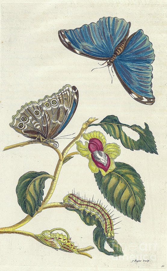 Surinam insects by Maria Sibylla Merian p50 by Historic illustrations