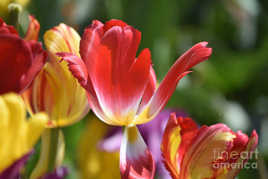 Spring Flowers Photograph - Surprise by Dorota Nowak