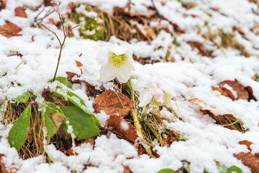 Surprise. Hellebore In The Snow. Photograph