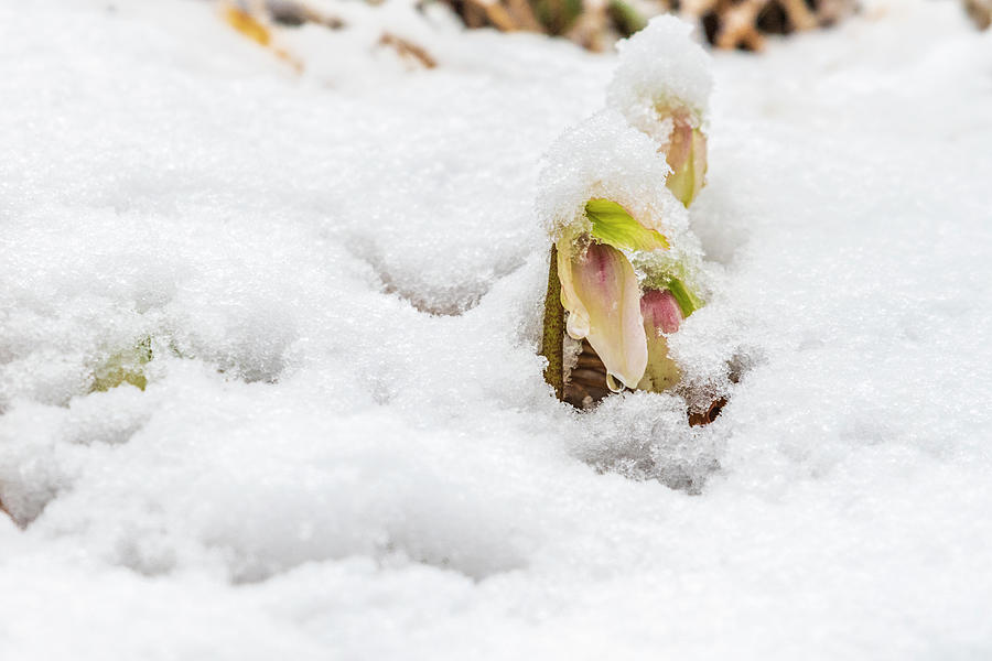 Surprise In The Woods. Hellebore Blossomed From The Snow. Photograph