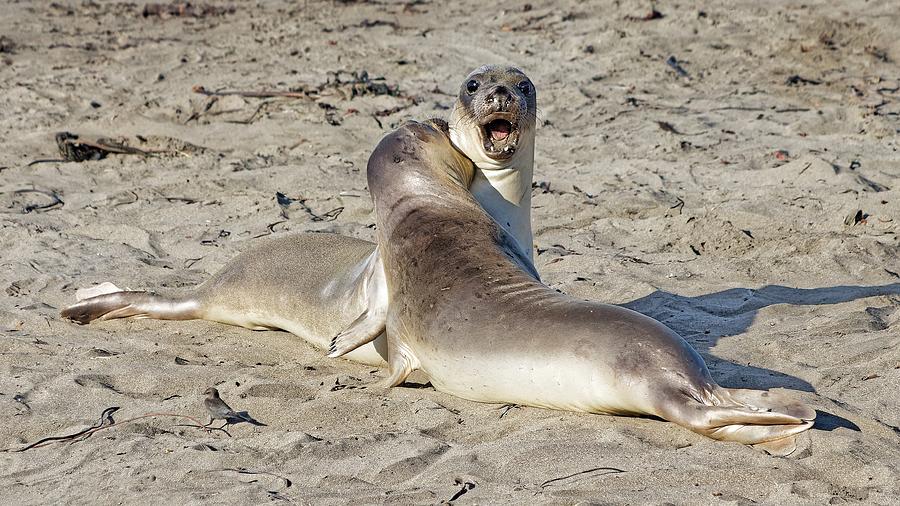 SURPRISE - Northern Elephant Seals, California Photograph by KJ Swan