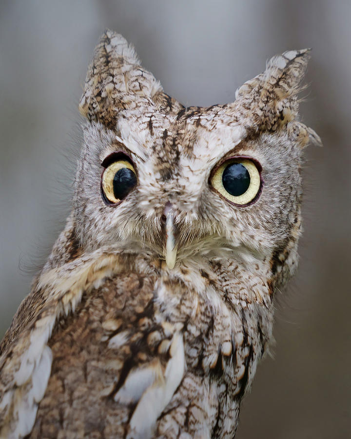 Surprise - Screech Owl Photograph by Nikolyn McDonald