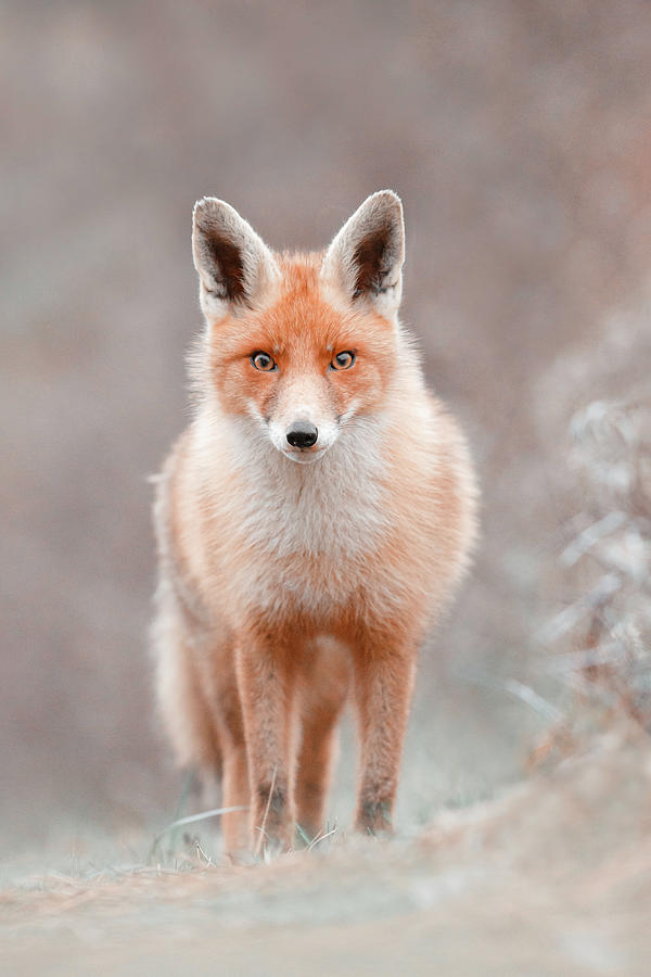 Fox Photograph - Surprised Eyes - A beautiful red fox encounter by Roeselien Raimond