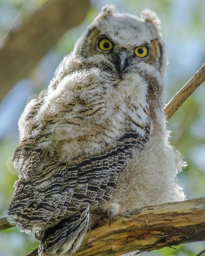 Bird Photograph - Surprised Great Horn Fledgling Owl by Yeates Photography