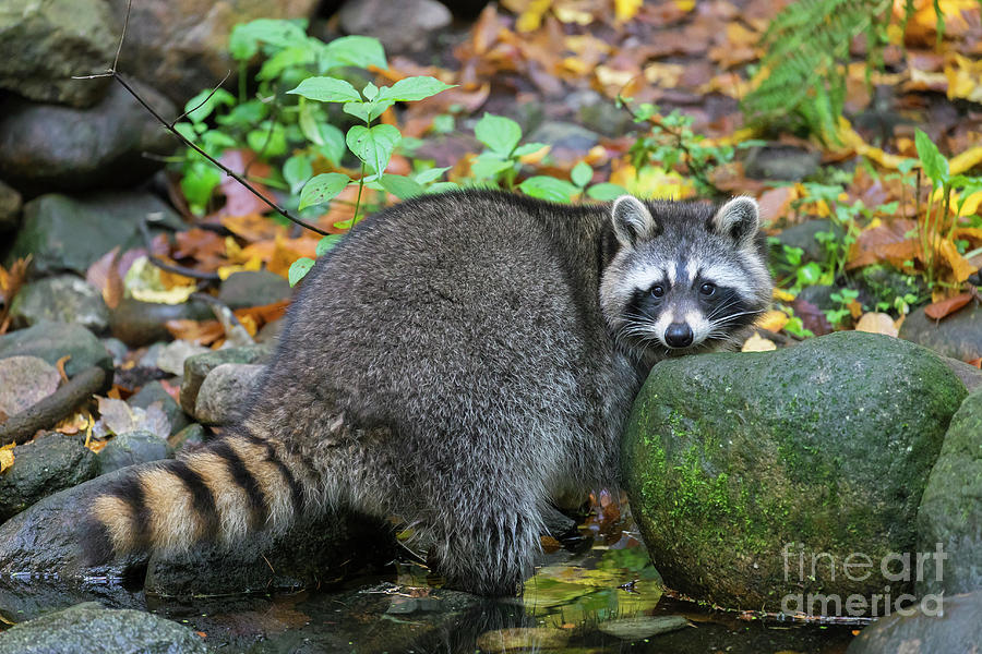 Surprised Raccoon Photograph by Arterra Picture Library