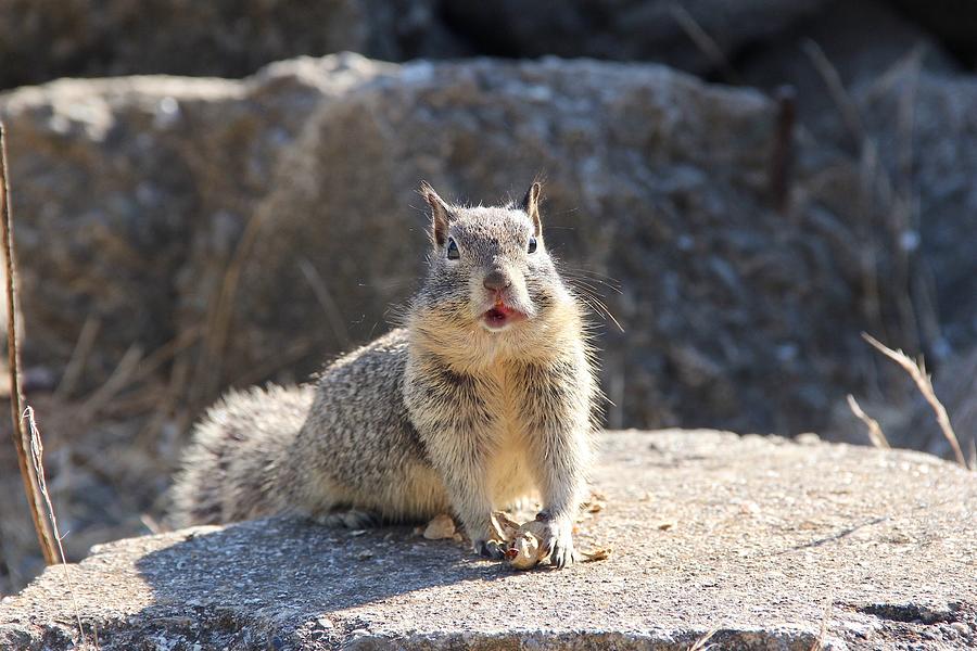 Surprised Squirrel Photograph by Masha Batkova