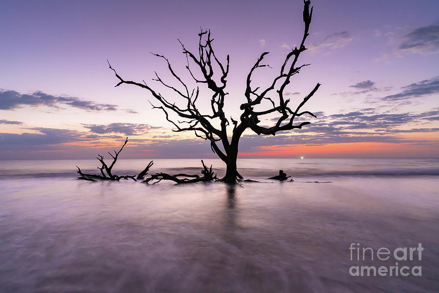 Surreal Driftwood Beach Photograph by Bee Creek Photography - Tod and Cynthia