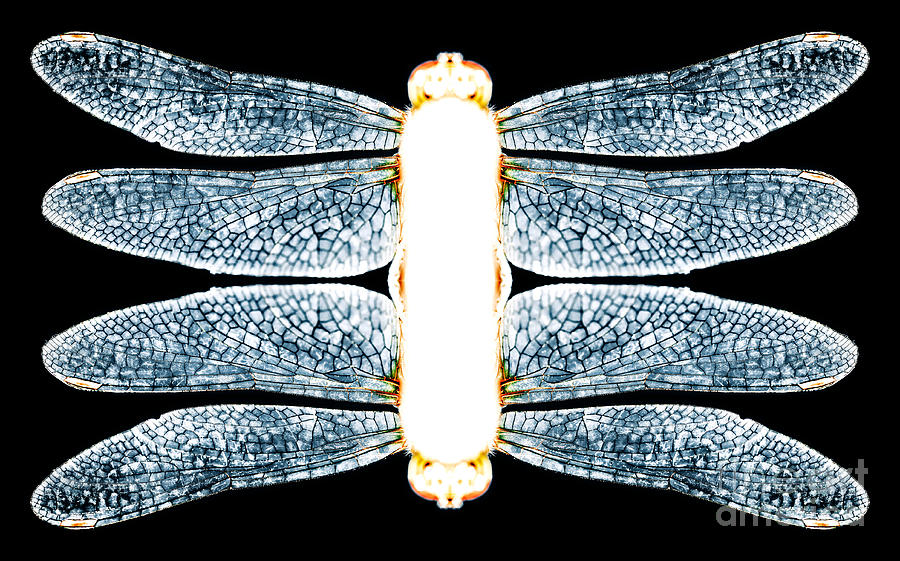 Kaleidoscopic Dragonfly 