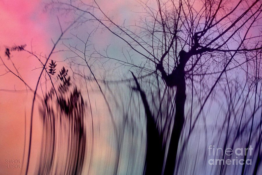 surreal landscape art - Bare Trees in Winter Photograph by Sharon Hudson