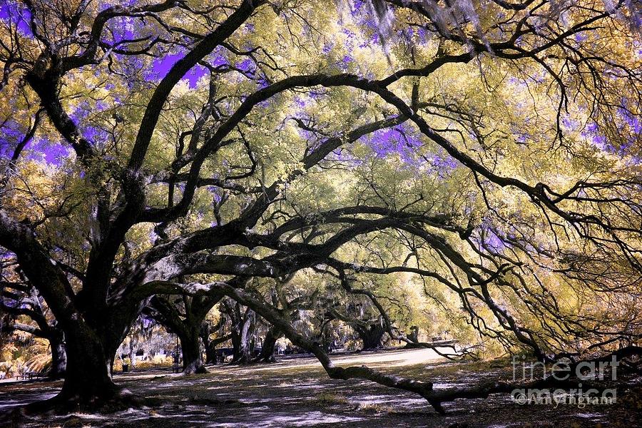 Surreal Live Oaks Photograph by Amy Curtis