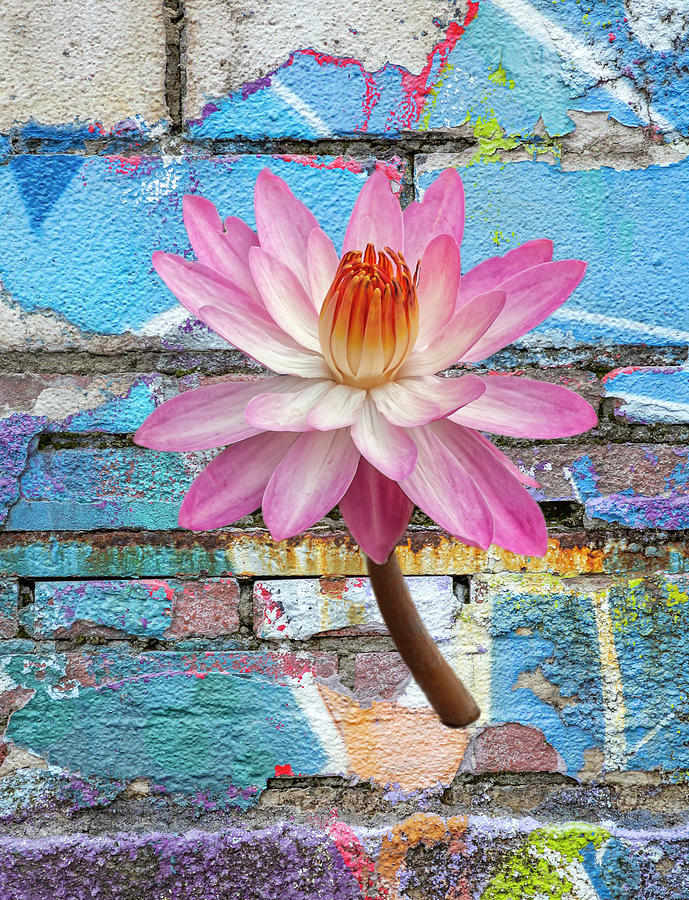 Surreal Lotus Flower Photograph by Cate Franklyn