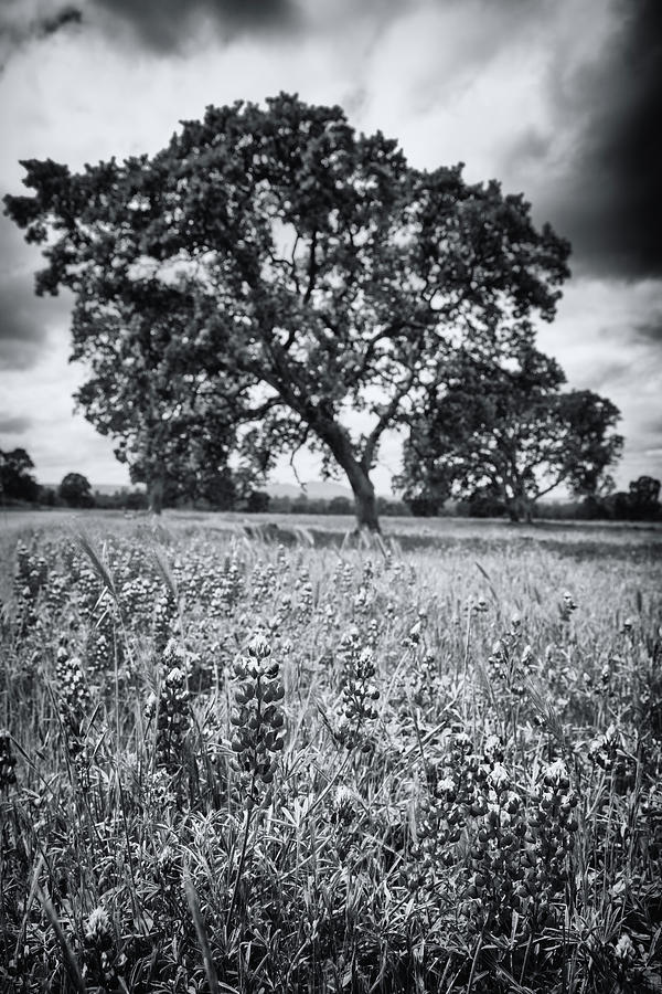 Surreal Oak Photograph