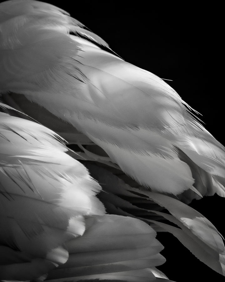 Surreal Swan Photograph by Linda Bonaccorsi