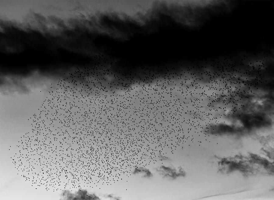 Surreal - The Birds Photograph by Ian Livesey